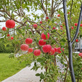 Fuji Apple Tree Malus domestica Bare Root 32 Inches M7 Rootstock Semi-Dwarf Red Edible Fruit