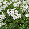 Reach Out White Ivy Geranium Seeds – 100 Pelargonium Seeds for Trailing White Flowers
