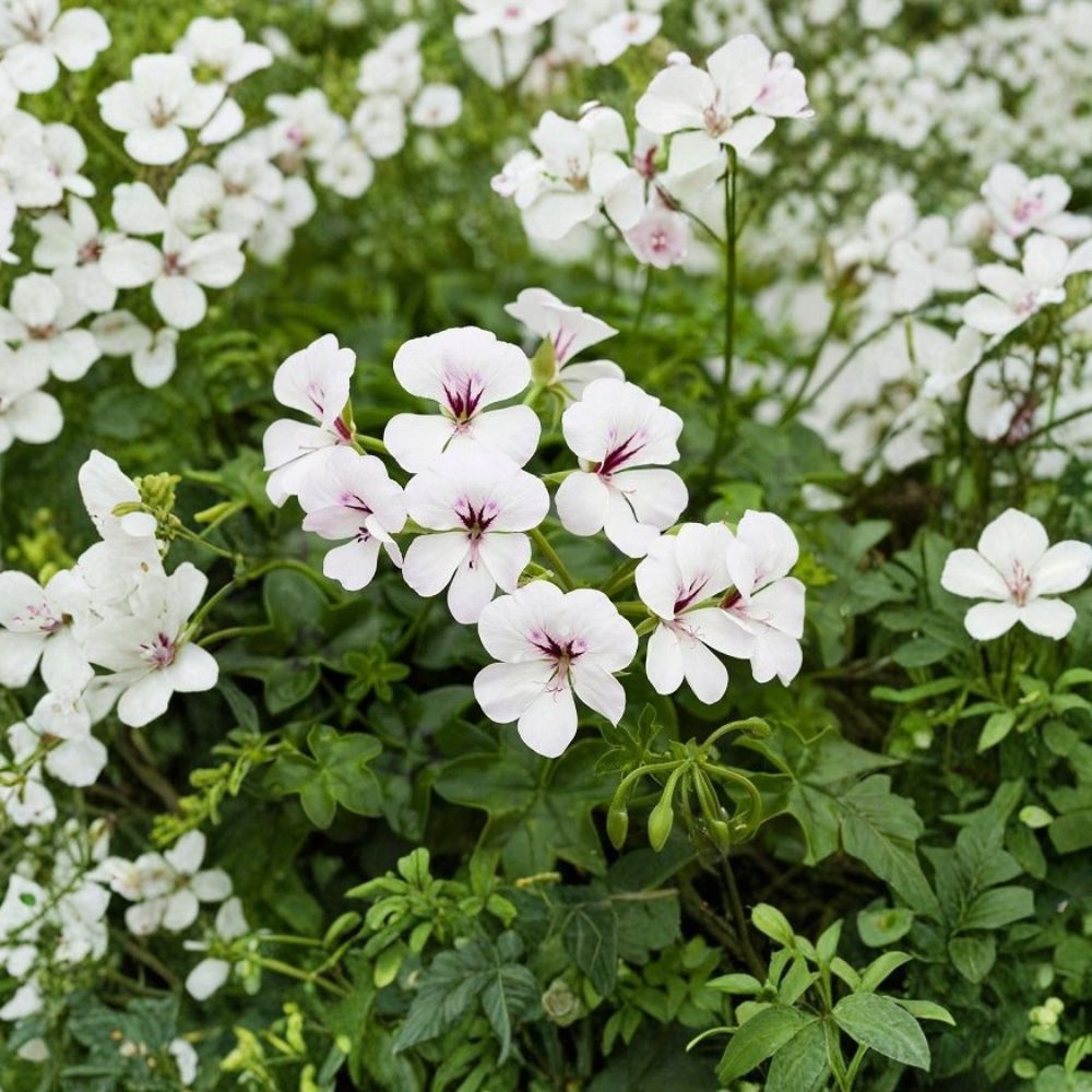 Reach Out White Ivy Geranium Seeds – 100 Pelargonium Seeds for Trailing White Flowers