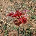 Toona sinensis – Chinese Toon Tree Live Plant | Edible Leaf Tree in 1 Gallon Pot