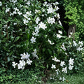 Crape Jasmine Seeds – Tabernaemontana divaricata 5 Pack | Fragrant White Flower Shrub