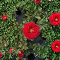 Mr. Lincoln Hybrid Tea Rose Live Bush Plant | 3 Gallon Deep Red Fragrant Rose