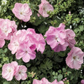 Pink Flame Geranium Starter Plant – Live Pelargonium with Red & Pink Blooms