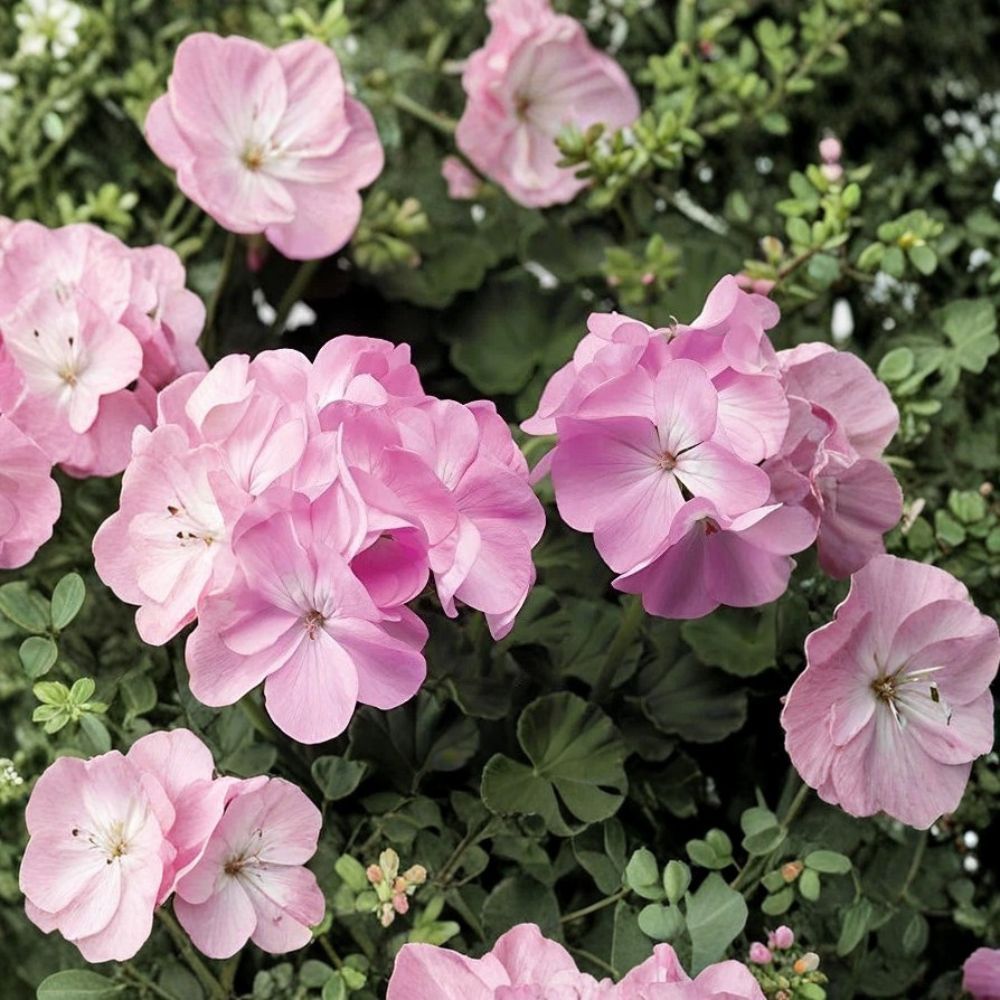 Pink Flame Geranium Starter Plant – Live Pelargonium with Red & Pink Blooms