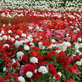 Geranium Flower Seed Mix – 100 Annual Pelargonium Seeds for Containers & Gardens