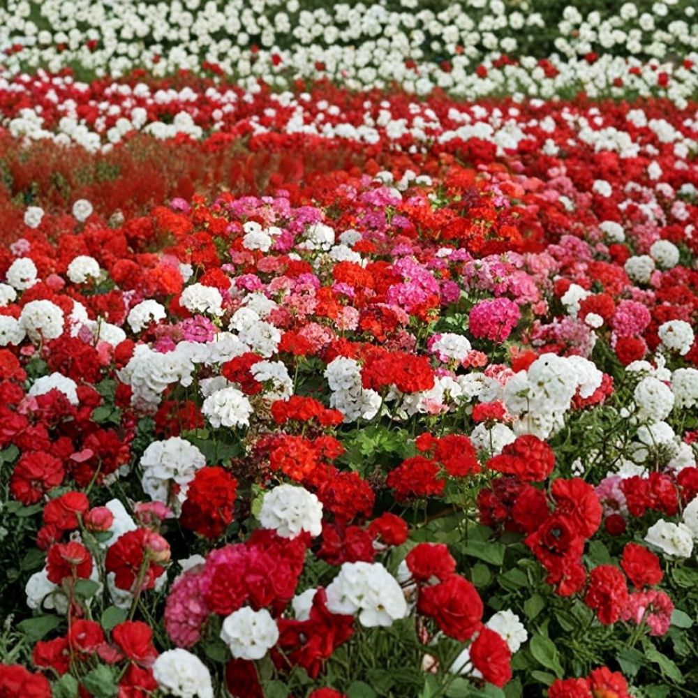 Geranium Flower Seed Mix – 100 Annual Pelargonium Seeds for Containers & Gardens
