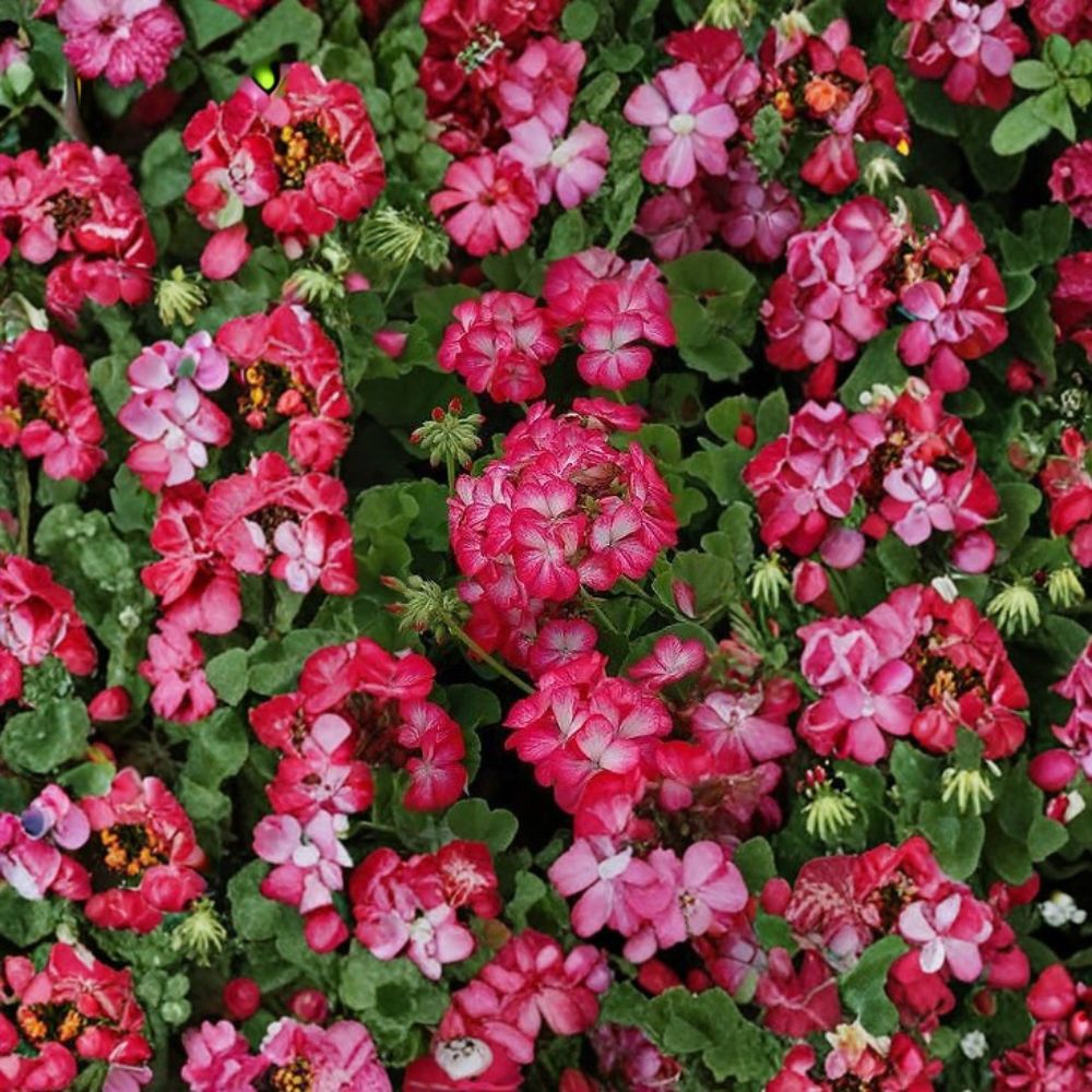 Geranium Pinto Premium Rose Bicolor Pelargonium Seeds | 1,000 Rose & White Bicolor Blooms