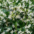 Star Jasmine Plant – Trachelospermum jasminoides Live Vine | 10 Inch Tall in 3 Inch Pot | Fragrant White Flower Climbing Plant
