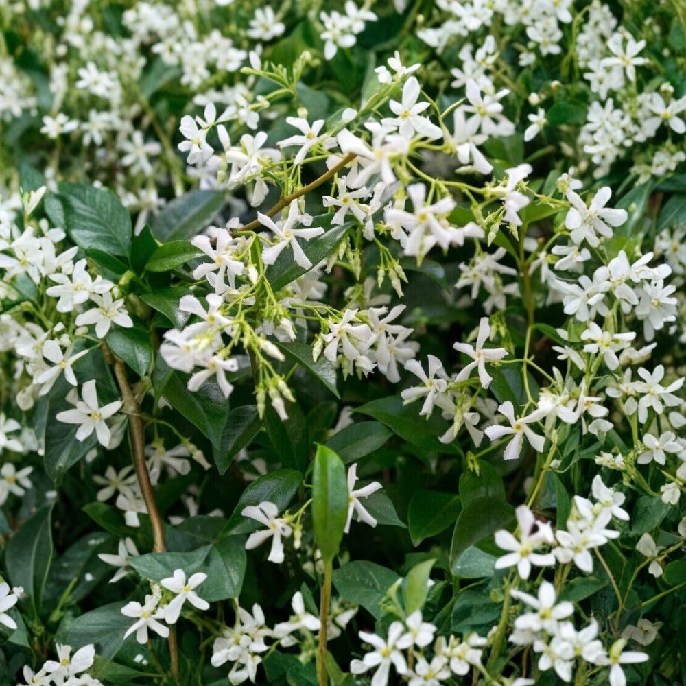 Star Jasmine Plant – Trachelospermum jasminoides Live Vine | 10 Inch Tall in 3 Inch Pot | Fragrant White Flower Climbing Plant