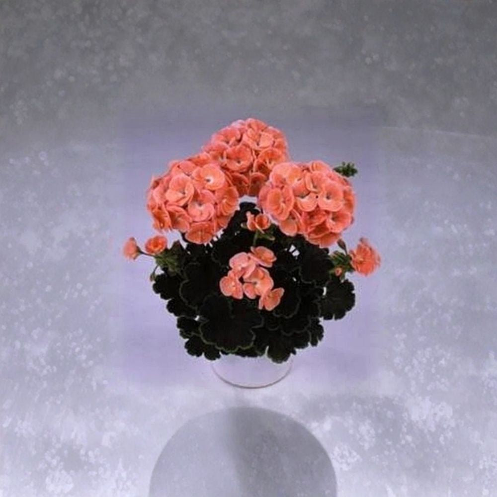 Black Velvet Salmon Geranium Seeds – 5 Zonal Pelargonium Seeds with Chocolate Foliage & Salmon Blooms