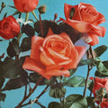 Shreveport Hybrid Tea Rose Live Plant | 2 Gallon Orange Blooming Rose Bush