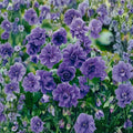Double Purple Geranium Seeds – Pelargonium Flower Seeds | 10 Seeds | Rich Purple Double Blooms