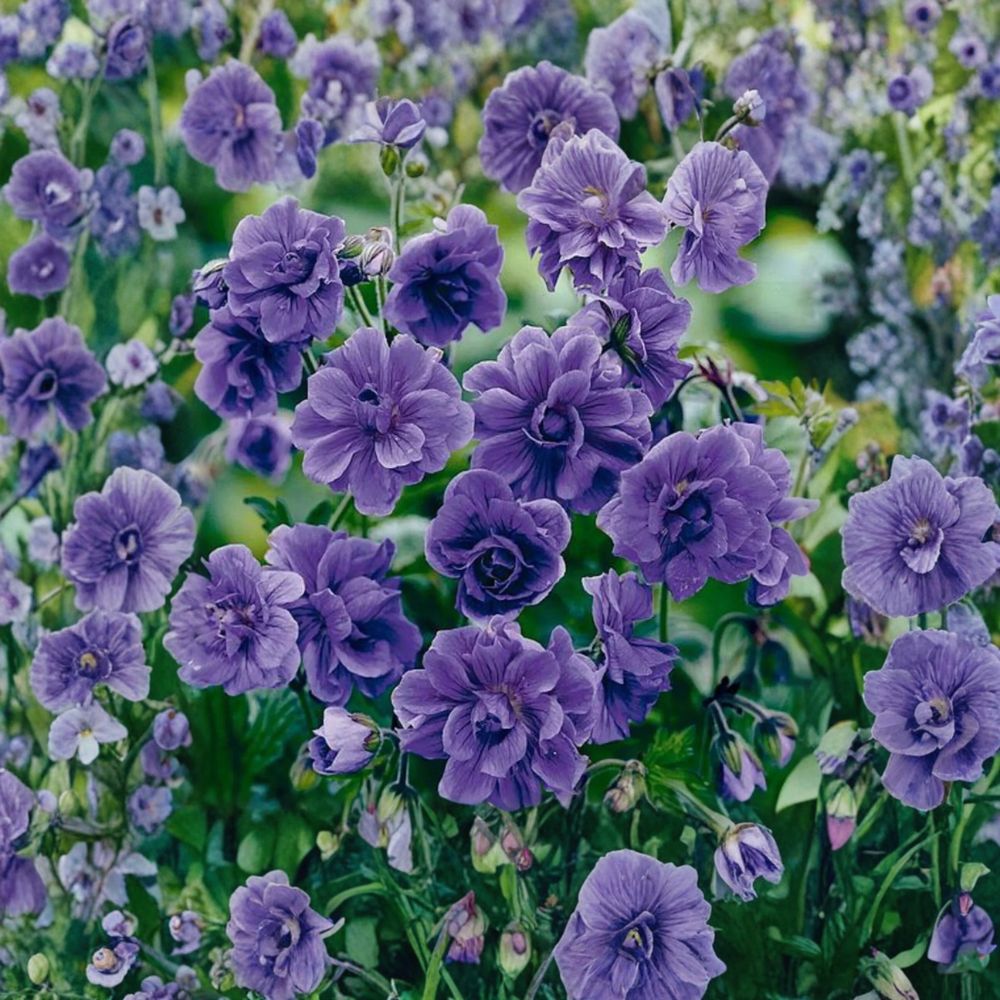Double Purple Geranium Seeds – Pelargonium Flower Seeds | 10 Seeds | Rich Purple Double Blooms