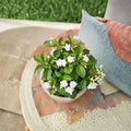 Crape Jasmine Live Plant | Tabernaemontana divaricata | 4 Inch Pot | Fragrant White Flowers