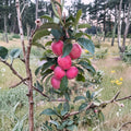 Santiam Red Gala Apple Tree Bare Root | Early Ripening Sweet Apple on M7 Rootstock
