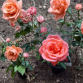 Tropicana Hybrid Tea Rose – Vibrant Orange Fragrant Rose Shrub | 3 Gallon Live Plant