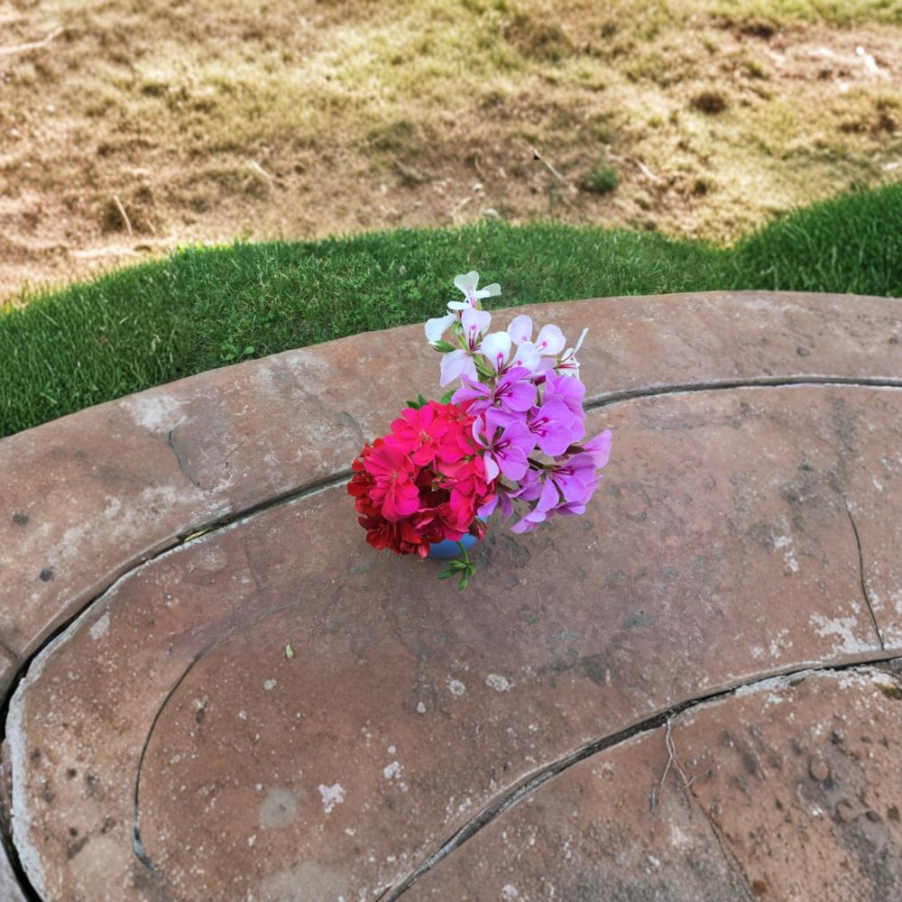 Ivy Geranium Mixed Color Cuttings - 10 Unrooted Pelargonium Cuttings for Hanging Baskets