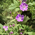 Wild Geranium Bare Root Plants – 2 Geranium Maculatum Native Perennials for Shade Gardens