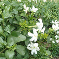 Common Jasmine Jasminum officinale Live Plants Set of 2 in 3.5 Inch Pots Fragrant Climbing Vine