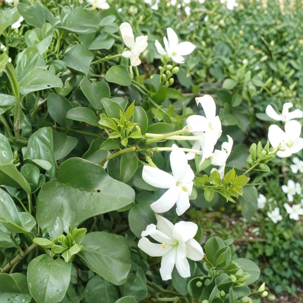 Common Jasmine Jasminum officinale Live Plants Set of 2 in 3.5 Inch Pots Fragrant Climbing Vine
