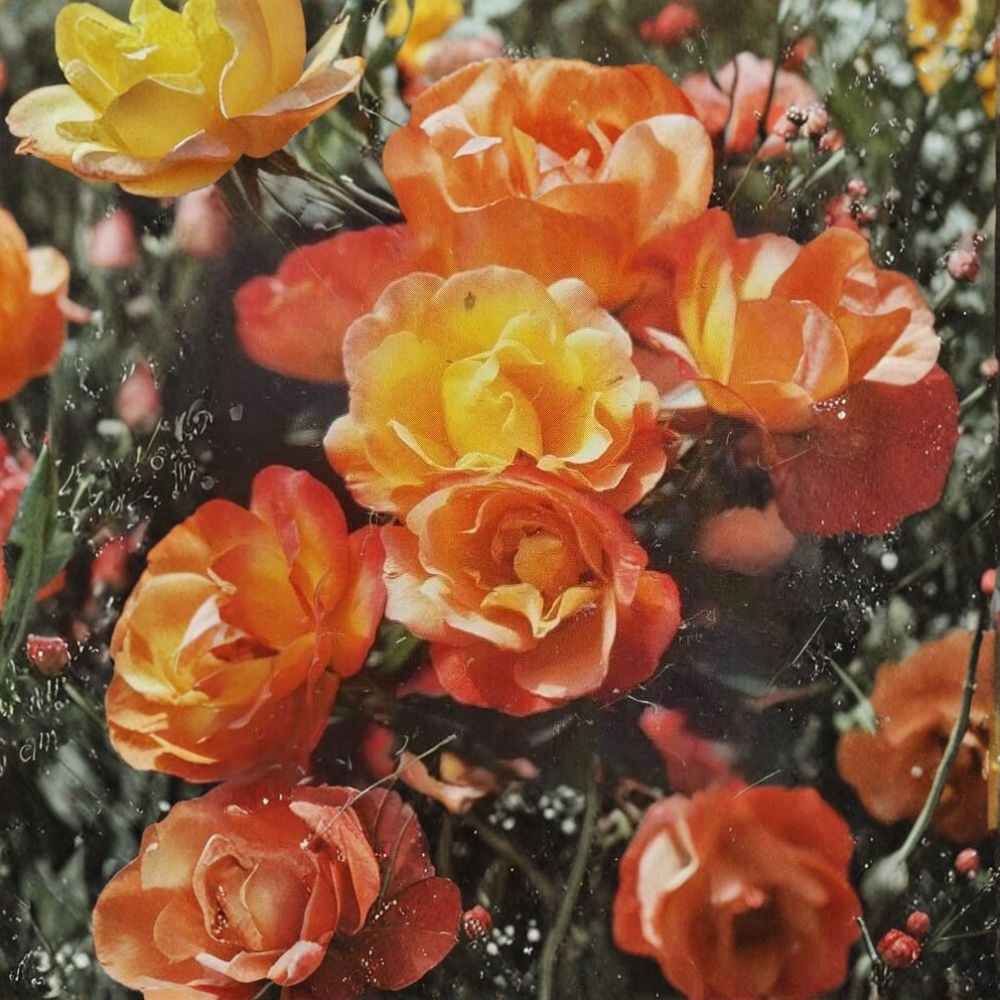 Climbing Piñata Rose – Rosa Hybrid Live Plant | 3 Gallon | Yellow & Vermilion Climbing Rose