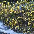 Carolina Jasmine Plant Set of 7 – Gelsemium sempervirens Live Bare Root Vines, 8–10 Inch Yellow Jessamine Climbing Plants