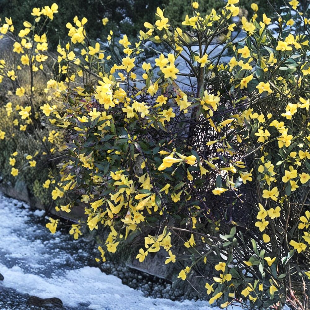 Carolina Jasmine Plant Set of 7 – Gelsemium sempervirens Live Bare Root Vines, 8–10 Inch Yellow Jessamine Climbing Plants