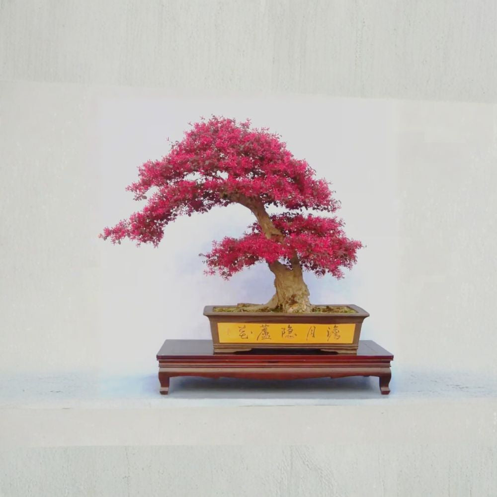 Loropetalum Chinese Fringe Flower – Evergreen Shrub with Red Pink Blooms | Bonsai Ready Ornamental Plant