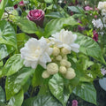 Arabian Jasmine Seeds – Jasminum sambac | 10 Seeds | Pure White Fragrant Flowers | Indoor Outdoor Bonsai Plant