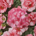 Mavericks Bicolor Geranium Seeds – 8 Pink & White Annual Pelargonium Seeds for Summer Blooms