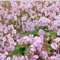 Hanne Geranium Seeds – 25+ Premium Pelargonium Flower Seeds for Vibrant Garden Blooms
