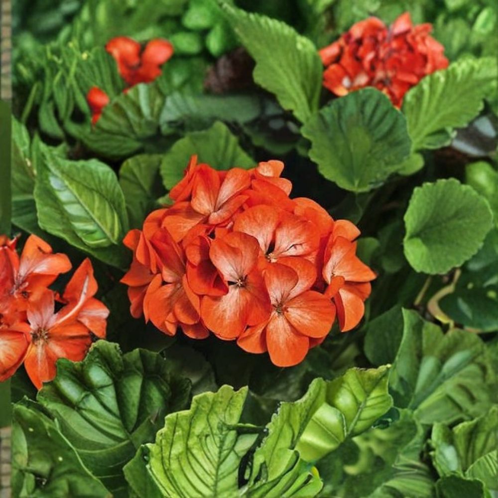 Geranium Pinto Premium Orange Bicolor Pelargonium Seeds | 1,000 Seeds | Orange & White Blooms