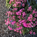 Hot Pink Ivy Geranium Cuttings - 12 Organic Pelargonium Cuttings for Patio & Hanging Baskets
