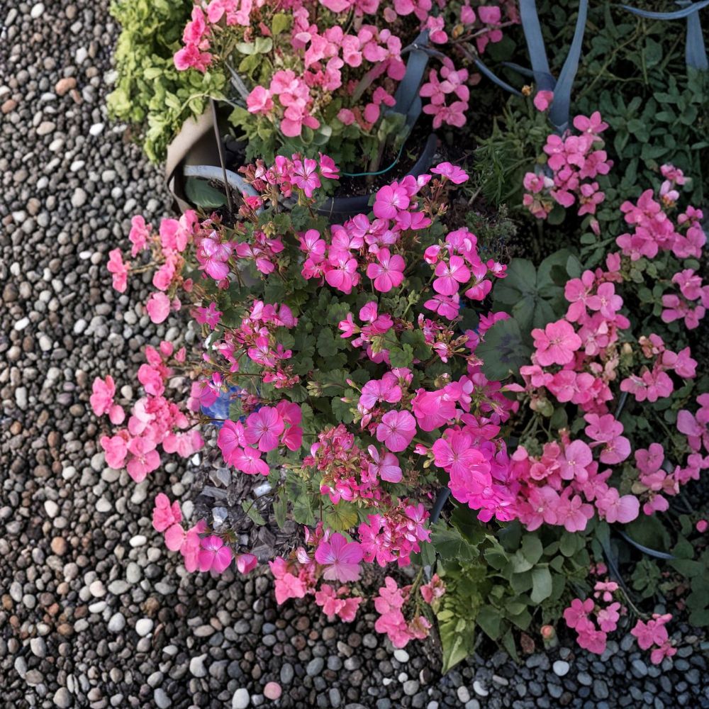 Hot Pink Ivy Geranium Cuttings - 12 Organic Pelargonium Cuttings for Patio & Hanging Baskets