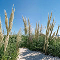 White Pampas Grass Live Plant | Cortaderia selloana | 1 Gallon Ornamental Grass