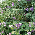 Lavender Pinwheel Geranium Seeds – 25+ Premium Pelargonium Flower Seeds for Garden & Patio