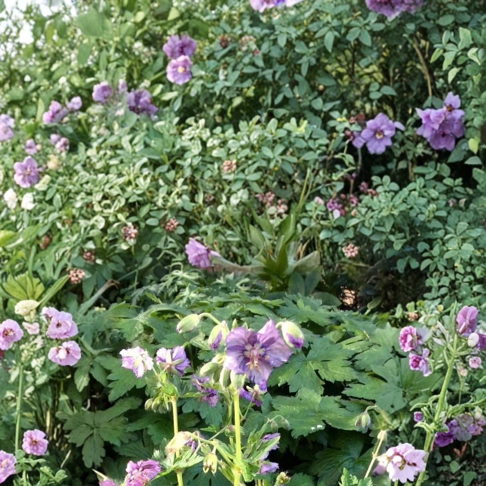 Lavender Pinwheel Geranium Seeds – 25+ Premium Pelargonium Flower Seeds for Garden & Patio