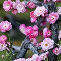 Peach Pink Ume Tree – Prunus mume Live Plant | Taohong Taige Flowering Apricot | Ornamental Plum Tree