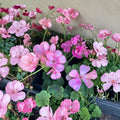 Big Eze Pink Batik Geranium Live Plant – Pelargonium Plug Starter for Patio & Garden