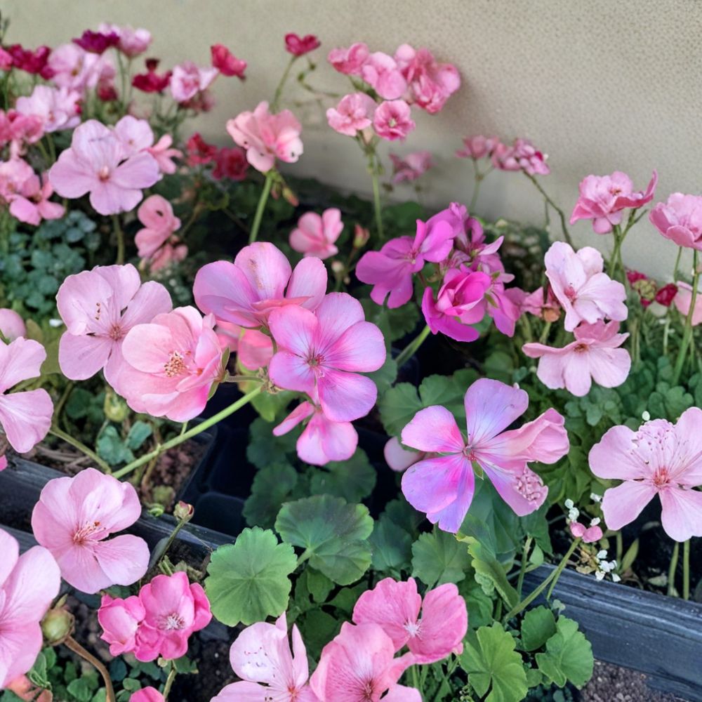 Big Eze Pink Batik Geranium Live Plant – Pelargonium Plug Starter for Patio & Garden