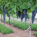 Pinot Noir Grape Vine – Vitis vinifera Live Plant | 4–6 Feet Tall | Self-Fertile Red Wine Grape Vine