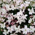 Pink Jasmine Vine Plant – Jasminum polyanthum Live Starter | Fragrant Winter Blooms | Indoor & Outdoor Climbing Vine