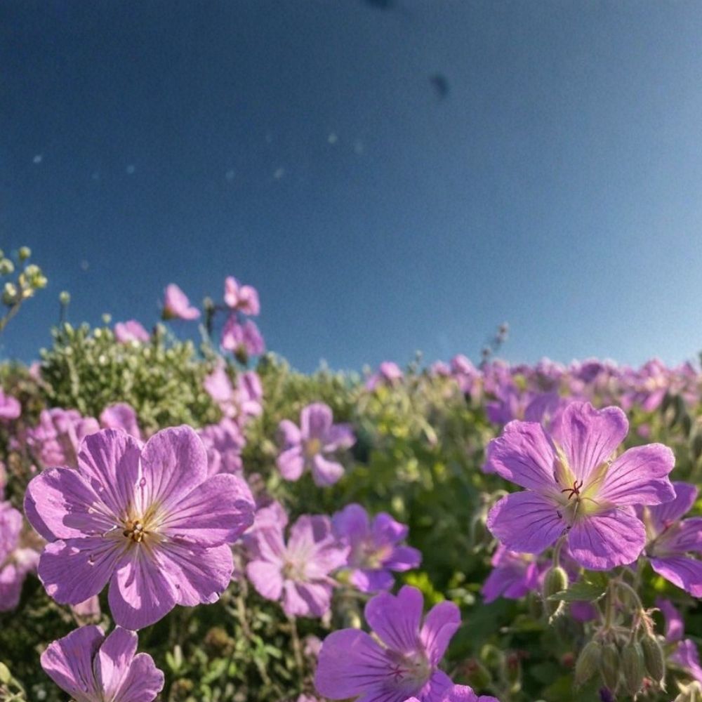 Sirak Geranium Seeds – 25+ Premium Pelargonium Flower Seeds for Colorful Gardens