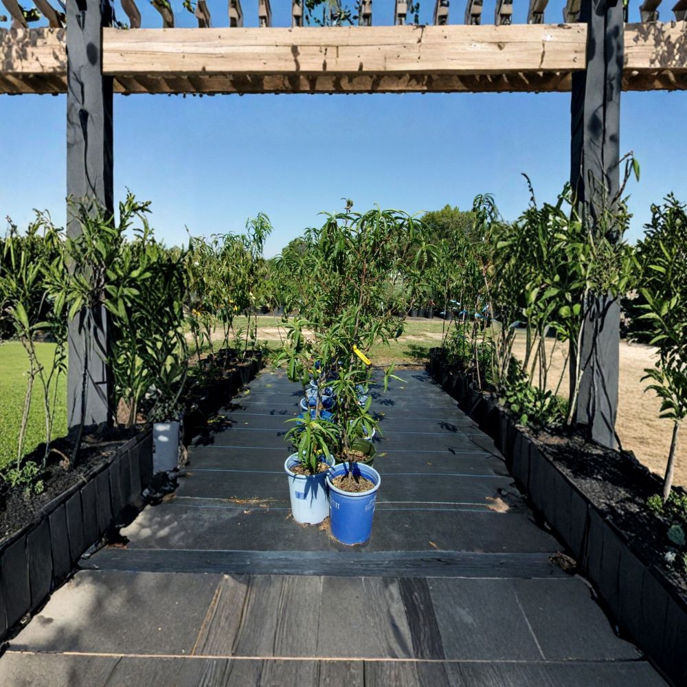 Sun Prince Peach Tree – Prunus persica Live Plant | 4–6 Feet Tall | Sweet Juicy Freestone Peaches | Cold Hardy & Self-Pollinating