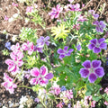 Blueberry Ice Geranium Seeds – 25+ Premium Pelargonium Flower Seeds for Garden & Containers