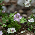 Wild Geranium Roots – Geranium maculatum | 10 Bare Roots | Shade Loving Perennial Woodland Flowers