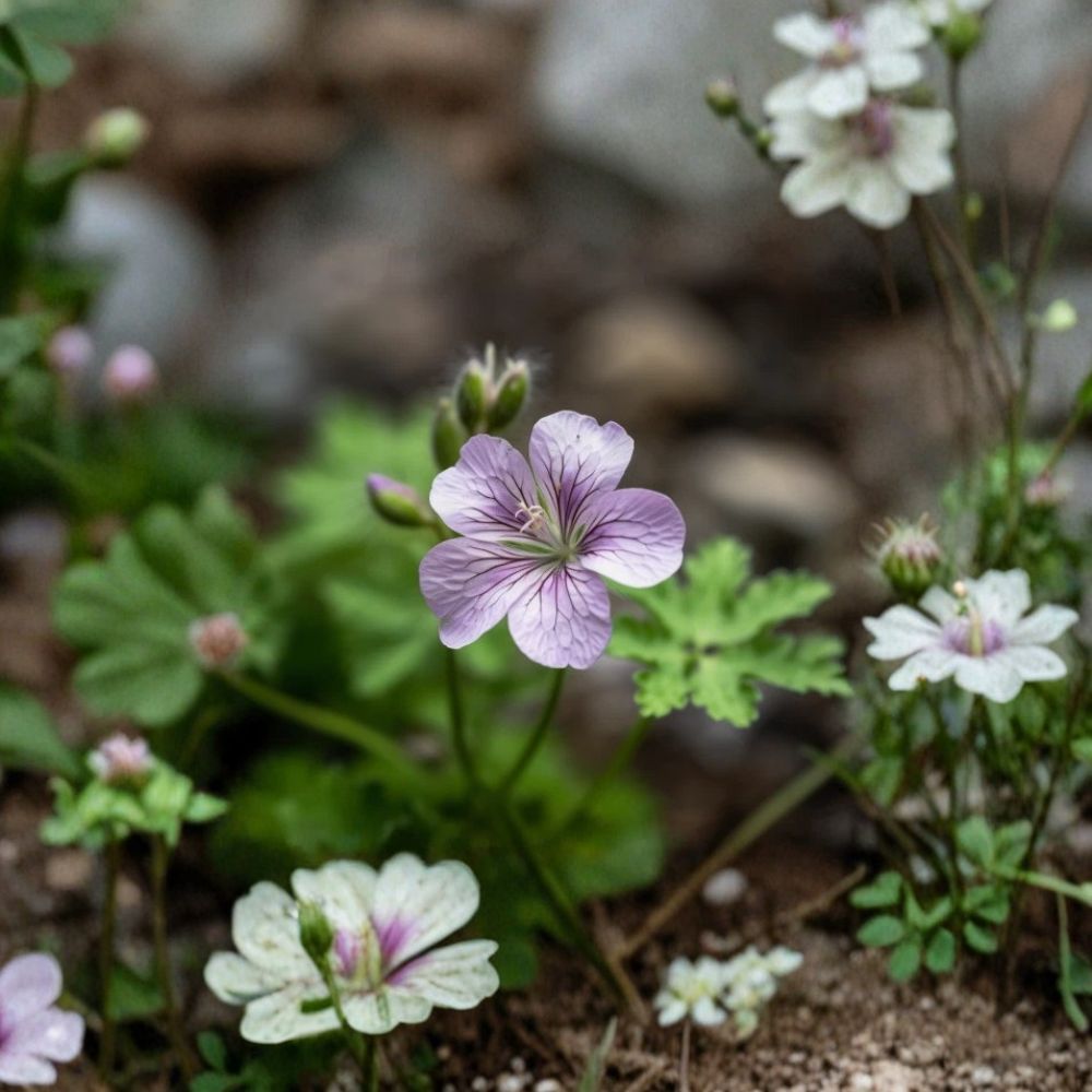 Wild Geranium Roots – Geranium maculatum | 10 Bare Roots | Shade Loving Perennial Woodland Flowers