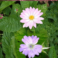 Hexham Lace Geranium Seeds – 25+ Premium Flower Seeds for Patio & Balcony