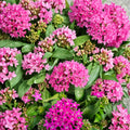 Graffiti Violet Geranium Seeds – Pelargonium Flower Seeds | 25+ Seeds | Vibrant Violet Blooms