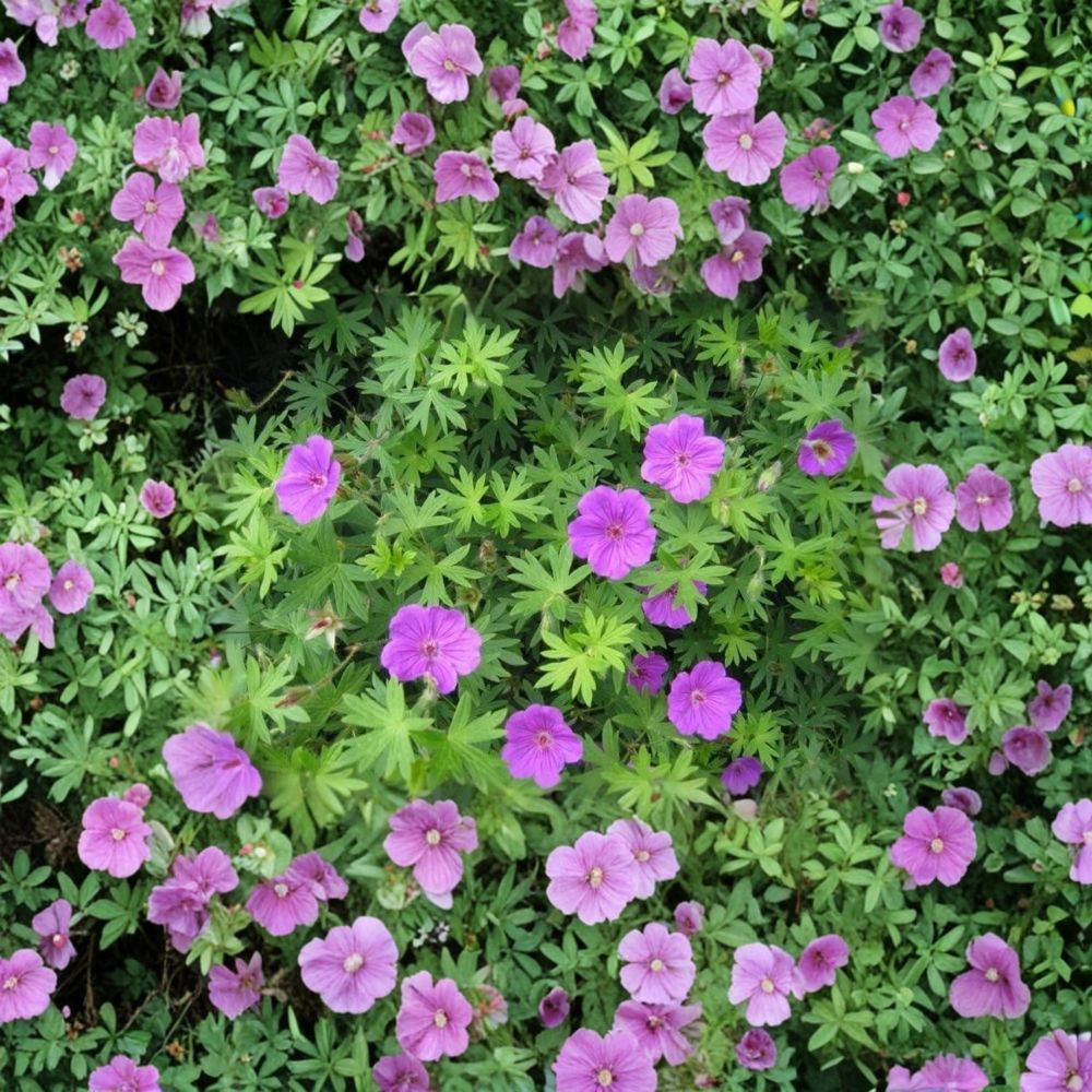 Wild Geranium Bare Roots – 30 Organic Cranesbill Geranium maculatum Plants | Hardy Native Perennial